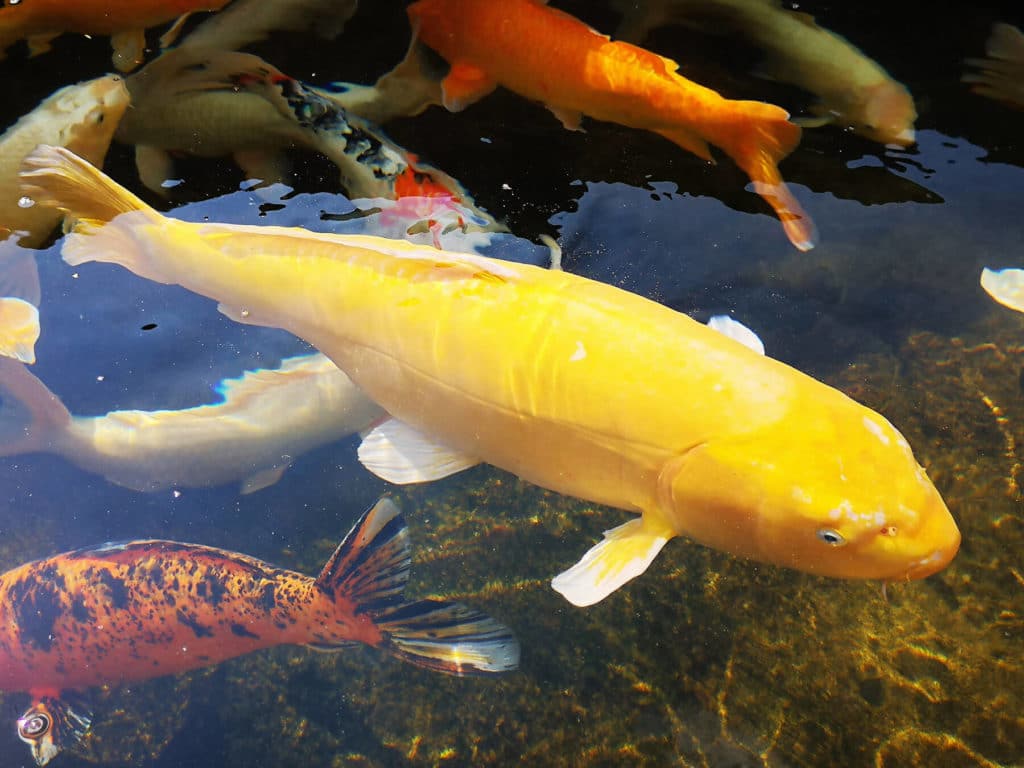 Bunte Koi-Fische im Teich schwimmend